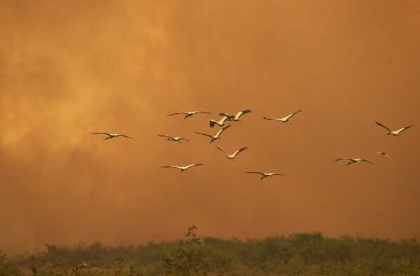 Birds fly past as a fire consumes an area next to the Trans-Pantanal highway in the Pantanal wetlands near Pocone, Mato Grosso state, Brazil, Friday, Sept. 11, 2020. As of Sept. 13, 19% of the Pantanal had been consumed by fire, according to a satellite laboratory at the Federal University of Rio de Janeiro. (AP Photo/Andre Penner)