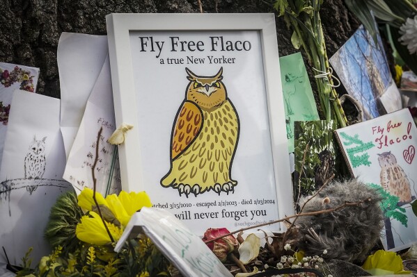 Tributes surround the base of an oak tree in a Central Park makeshift memorial for Flaco, a Eurasian eagle-owl who died recently after apparently striking a building, Tuesday, Feb. 27, 2024, in New York. Flaco was found dead Friday on a sidewalk in Manhattan, over a year after he escaped from the Central Park Zoo. (AP Photo/Bebeto Matthews)
