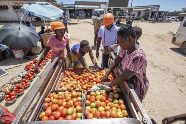Vendors pick tomatoes from the back of an electric tricycle in Hwedza, Zimbabwe, Thursday, March 6 2025. (AP Photo/Aaron Ufumeli)