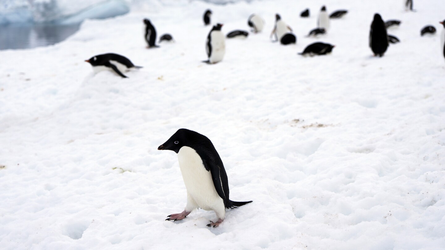 СНИМКИ AP: На ледовете на Антарктида и в нейните морета, пингвини в един затоплящ се свят