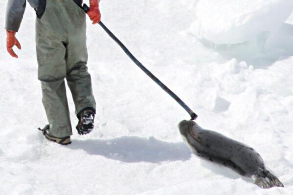 FILE - A seal hunter drags a harp seal back to his snowmobile during the annual seal hunt on an ice floe on April 2, 2005, in the Gulf of St. Lawrence, Canada. A Canadian company has pleaded guilty Monday, June 5, 2023, to violating federal law by illegally selling seal oil capsules to American customers. (Jonathan Hayward/The Canadian Press via AP, File)
