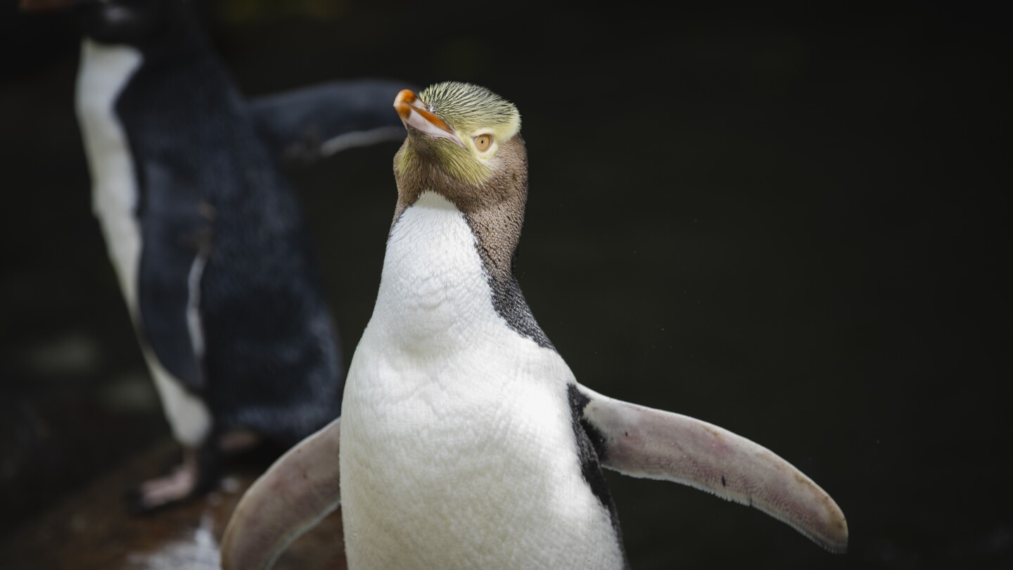 Shy penguin wins New Zealand bird election after campaign filled with memes and tattoos