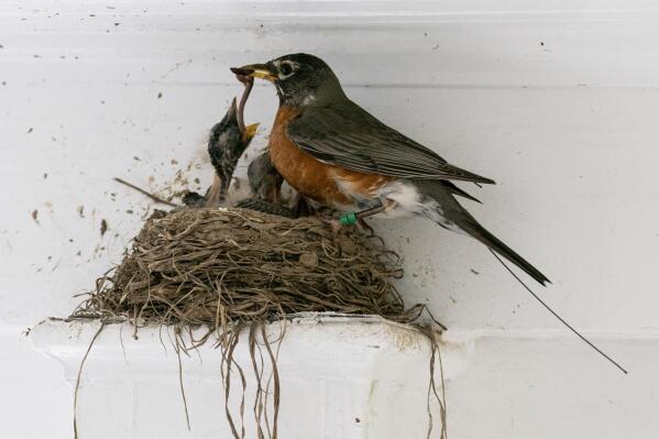 The antenna of an Argos satellite tag extends past the tail feathers of a female American robin as she feeds a worm to her hungry nestlings on a front porch in Cheverly, Md., Sunday, May 9, 2021. A new antenna on the International Space Station and receptors on the Argos satellite, combined with the shrinking size of tracking chips and batteries, are allowing scientists to remotely monitor small animal and songbird movements in much greater detail than ever before. (AP Photo/Carolyn Kaster)