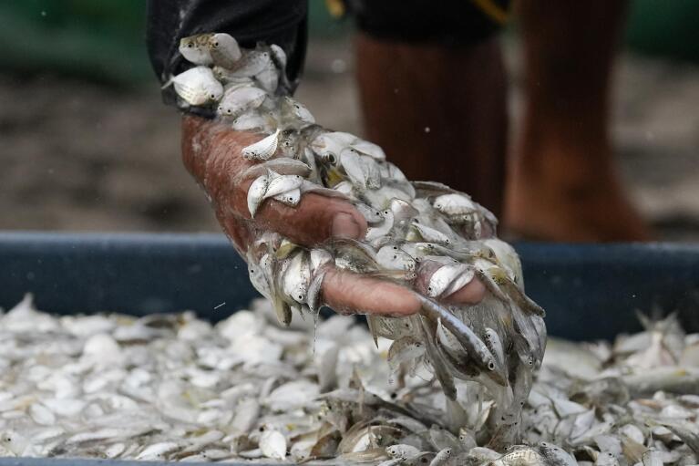 A fisherman inspects fish caught using the beach seine method at the coastal waters of Tanauan, Leyte, Philippines on Wednesday, Oct. 26, 2022. (AP Photo/Aaron Favila)