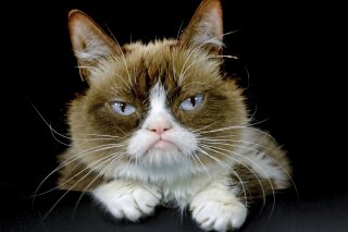 
              FILE - This Dec. 1, 2015 file photo shows Grumpy Cat posing for a photo in Los Angeles. Grumpy Cat, whose sour puss became an internet sensation, has died at age 7, according to her owners. Posting on social media Friday, May 17, 2019, her owners wrote Grumpy experienced complications from a urinary tract infection and “passed away peacefully” in the arms of her mother on Tuesday, May 14.  (AP Photo/Richard Vogel, File)
            