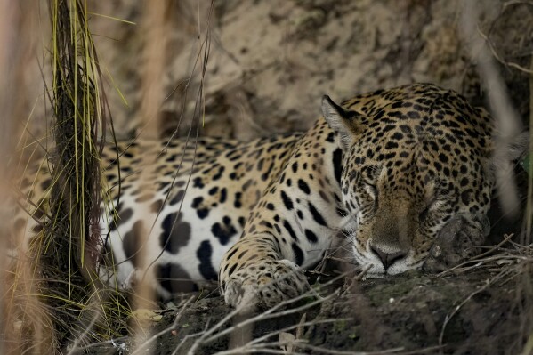 A jaguar rests in an area recently scorched by wildfires at the Encontro das Aguas park in the Pantanal wetlands near Pocone, Mato Grosso state Brazil, Friday, Nov. 17, 2023. Amid the high heat, wildfires are burning widely in the Pantanal biome, the world's biggest tropical wetlands. (AP Photo/Andre Penner)