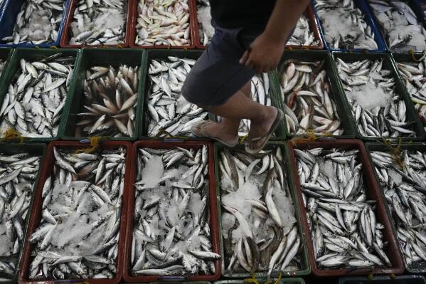 A man inspects newly caught fish at a market in Tacloban, Leyte, Philippines on Wednesday, Oct. 26, 2022. (AP Photo/Aaron Favila)