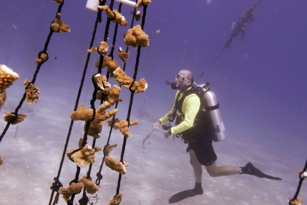 Bob Whitmore, a board member with the nonprofit Reef Renewal USA, swims past a coral nursery that the organization is moving to deeper waters, Tuesday, Aug. 1, 2023, near Tavernier, Fla., in the Florida Keys. After receiving reports of the distressed reef in July, various rescue groups have engaged in round-the-clock removal of coral from shallow nurseries in the Atlantic Ocean. (AP Photo/Wilfredo Lee)