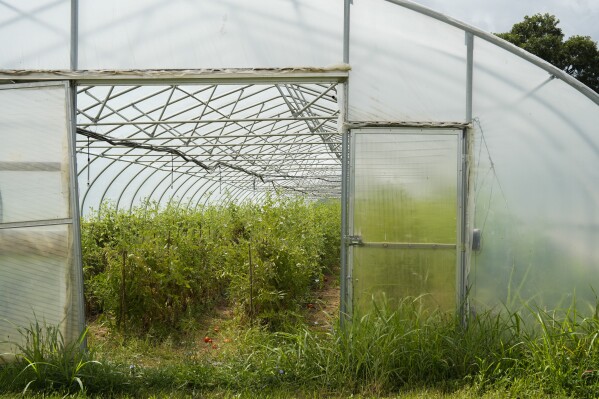 Tomato plants grow inside a hoop house, Tuesday, Aug. 15, 2023, at Elmwood Stock Farm in Georgetown, Ky. The organic farmstand-oriented can grow tomatoes and greens the whole year using tools like high tunnels, also known as hoop houses — greenhouse-like arches that shelter crops while still being partially open to the outdoors. (AP Photo/Joshua A. Bickel)