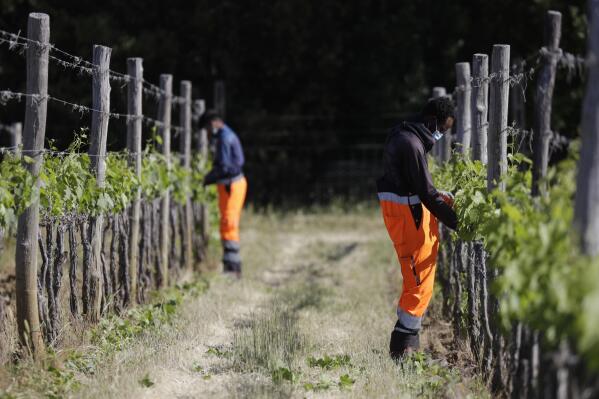 Yahya Adams, of Ghana, right, and Jawad Jawad, of Pakistan, work on a grapevine at the Nardi vineyard in Casal del Bosco, Italy, Thursday, May 27, 2021. It is a long way, and a risky one. But for this group of migrants at least it was worth the effort. They come from Ghana, Togo, Sierra Leone, Pakistan, Guinea Bissau, among other countries. They all crossed the Sahara desert, then from Libya the perilous Mediterranean Sea until they reached Italian shores, now they find hope working in the vineyards of Tuscany to make the renown Brunello wine. (AP Photo/Gregorio Borgia)