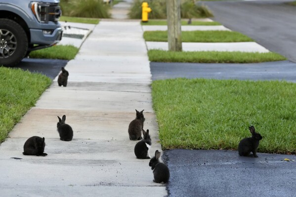 Rabbits gather on the sidewalk, Tuesday, July 11, 2023, in Wilton Manors, Fla. The Florida neighborhood is having to deal with a growing group of domestic rabbits on its streets after a breeder illegally let hers loose. (AP Photo/Wilfredo Lee)