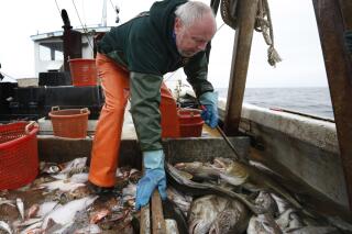FILE - Fisherman David Goethel sorts cod and haddock while fishing off the coast of New Hampshire, April 23, 2016. Haddock, a staple seafood species targeted by East Coast fishermen for centuries, is experiencing overfishing, and changes are underway to prevent the fish's population from collapse, federal fishing managers said. Haddock are one of the most popular East Coast food fish, and they are commonly used in fish and chips and other popular New England seafood dishes. (AP Photo/Robert F. Bukaty, File)