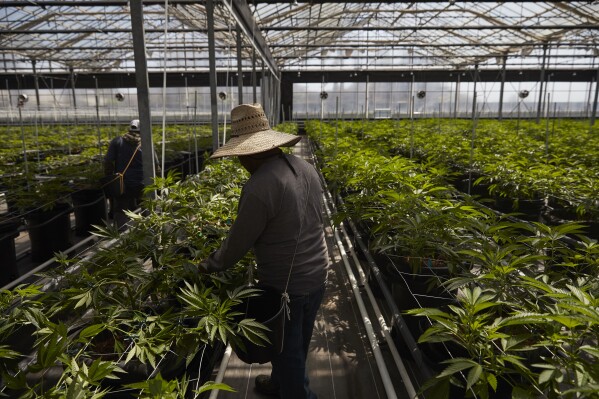 FILE - Workers tend to cannabis plants in a greenhouse in Carpinteria, Calif., April 12, 2018. California’s workplace regulators passed rules that would protect indoor workers from extreme heat. (AP Photo/Jae C. Hong, File)