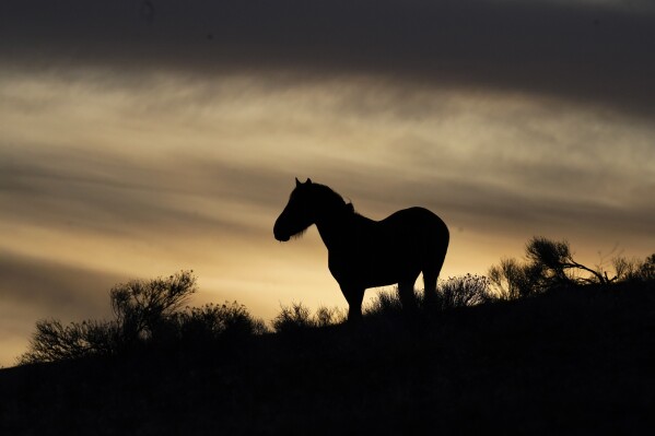 DATEI – Ein Wildpferd steht am 24. April 2023 auf einem Hügel im Fort McDermitt Paiute-Shoshone Indianerreservat in der Nähe von McDermitt, Nevada.  Verteidiger der Wildpferde Nevadas errangen einen seltenen juristischen Sieg, als ein Bundesrichter in Reno, Nevada, am Donnerstag, dem 28. März 2024, entschied, dass US-Landverwalter es versäumt hätten, einen legalen Herdenmanagementplan zu verabschieden oder die erforderliche Umweltprüfung durchzuführen, bevor 31 Mustangs starben bei der Razzia in Nevada im vergangenen Sommer mit mehr als 2.000 Tieren.  (AP Photo/Rick Bowmer, Datei)