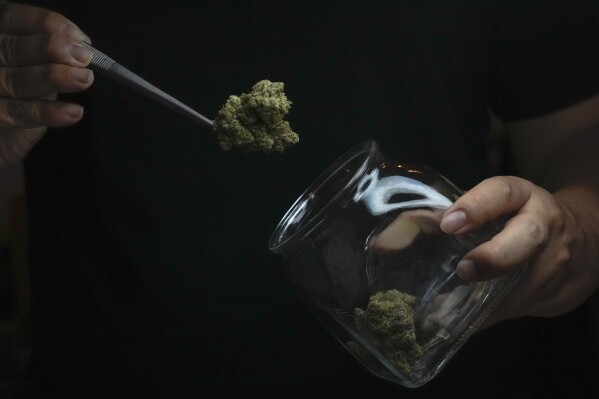 Founder of Highland cafe Rattapon Sanrak prepares flower bud of marijuana for customers at his shop in Bangkok, Thailand, Monday, Feb. 12, 2024. Thailand almost two years ago spawned a highly visible retail industry when it decriminalized the sale and possession of cannabis, but now appears set to tighten controls to ban its recreational use. (AP Photo/Sakchai Lalit)