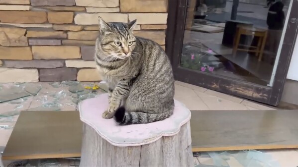 This image from video provided by Yoshie Minamidani, shows a stray cat, a mainstay of the famous Asaichi Dori shopping street in Wajima, Ishikawa prefecture, Japan, January 2024 after a powerful earthquake hit the area. Minamidani is a survivor of a powerful earthquake that hit western Japan on New Year’s Day. The seafood store she ran in Wajima, the hardest hit city, was seriously damaged, as was the storage filled with her precious preserved fish. She told The Associated Press Tuesday she is determined to bring Wajima back. (Yoshie Minamidani via AP)
