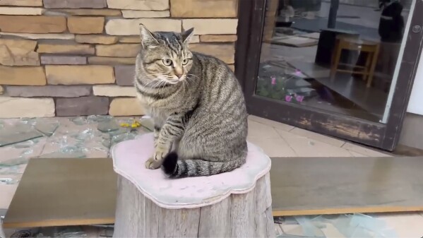 This image from video, provided by Yoshi Minamidani, shows a stray cat, a mainstay of the famous Asaichi Dori shopping street in Wajima, Ishikawa Prefecture, Japan in January 2024, when a powerful earthquake struck the area.  Minamidani is a survivor of the powerful earthquake that struck western Japan on New Year's Day.  The seafood shop she ran in Wajima, the worst-hit town, was severely damaged, as were her stores full of precious preserved fish.  He told The Associated Press on Tuesday that he was determined to bring Wajima back.  (Yoshi Minamidani via AP)