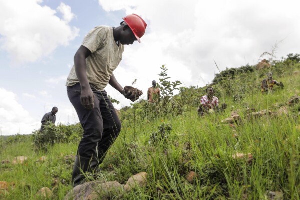 A refugee prepares to plant a tree inside Nakivale Refugee Settlement in Mbarara, Uganda, on Dec. 5, 2023. Refugees are helping to plant thousands of seedlings in hopes of reforesting the area. (AP Photo/Hajarah Nalwadda)