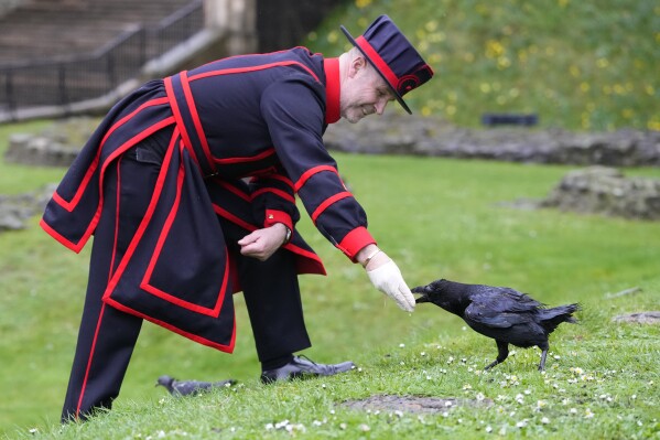 Barney Chandler, newly appointed ravenmaster feeds one of the ravens at The Tower of London in London, Thursday, Feb. 29, 2024. If legend is to be believed, Barney Chandler has just got the most important job in England. Chandler is the newly appointed ravenmaster at the Tower of London. He's responsible for looking after the feathered protectors of the 1,000-year-old fortress. (AP Photo/Kirsty Wigglesworth)