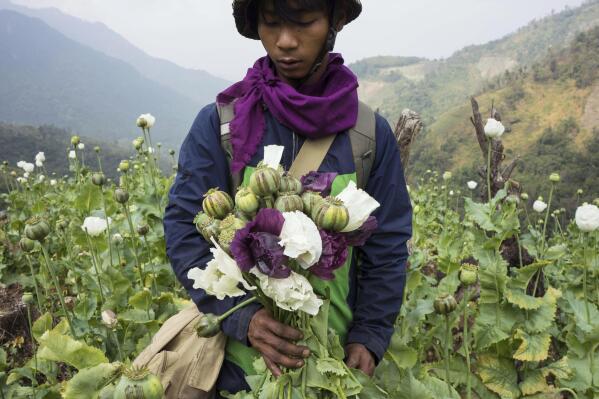 FILE - A member of Pat Jasan, a grassroots organization motivated by their faith to root out the destructive influence of drugs, holds poppies as his group slashes and uproots them from a hillside, in Lung Zar village, northern Kachin State, Myanmar on Feb. 3, 2016. The production of opium in Myanmar has flourished since the military's seizure of power, with the cultivation of poppies up by a third in the past year as eradication efforts have dropped off and the faltering economy has led more people toward the drug trade, according to a United Nations report released Thursday, Jan. 26, 2023. (AP Photo/Hkun Lat, File)