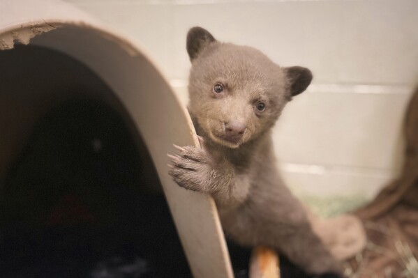 In this photo provided by San Diego Humane Society, a bear cub, which was found alone in Los Padres National Forest, is housed at the San Diego Human Society Ramona Wildlife Center on Wednesday, April 16, 2025, in Ramona, Calif. (San Diego Humane Society via AP)