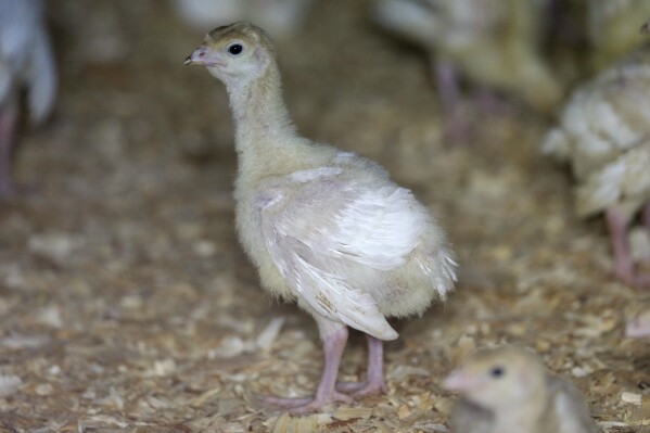 FILE - A turkey stands in a barn, Aug. 10, 2015, on a turkey farm near Manson, Iowa. The U.S. Department of Agriculture reported that avian influenza (bird flu), which is deadly to commercial poultry, was confirmed in a flock of 47,300 turkeys in Jerauld County of South Dakota last Wednesday, Oct. 4, 2023, and at a farm with 141,800 birds in Sanpete County of Utah last Friday, Oct. 6. (AP Photo/Charlie Neibergall, File)