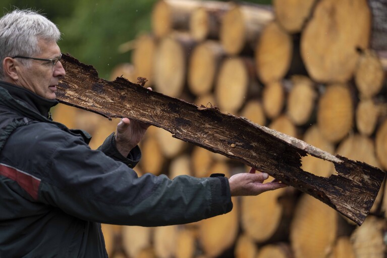 O oficial de mídia Michael Rudolph mostra tocas criadas por besouros na parte interna da casca retirada de um abeto infestado em uma floresta nas florestas estaduais da Baixa Saxônia nas montanhas Harz perto de Clausthal-Zellerfeld, Alemanha, quinta-feira, 27 de julho de 2023. ( Foto AP/Matthias Schrader)