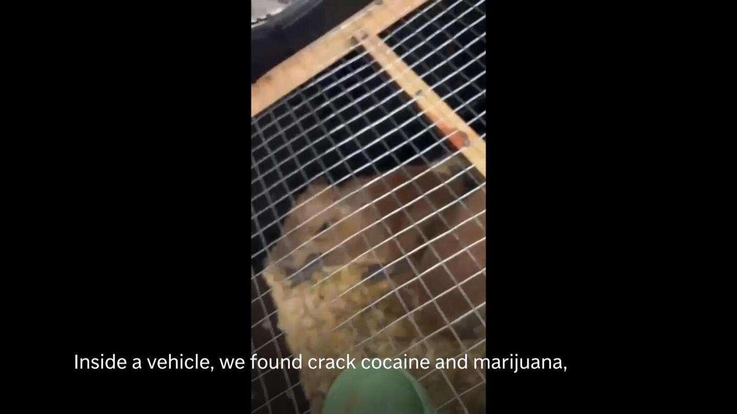 Costa Rica police seize 5 capybaras, crack cocaine and marijuana from fleeing vehicle