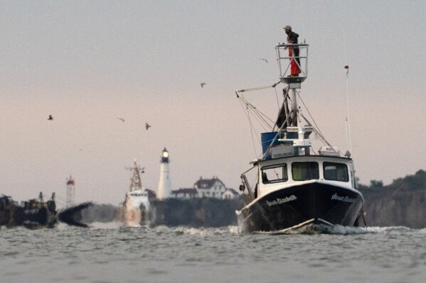 FILE - A fisherman on a tower scans the waters of Casco Bay, Tuesday, Sept. 15, 2020, off Portland, Maine. Police in Maine say a lobsterman dove from a boat into the ocean to help save a driver trapped in a sinking car. Police in Portland say the car drove into Casco Bay shortly after noon on Thursday, Nov. 16, 2023. (AP Photo/Robert F. Bukaty, File)