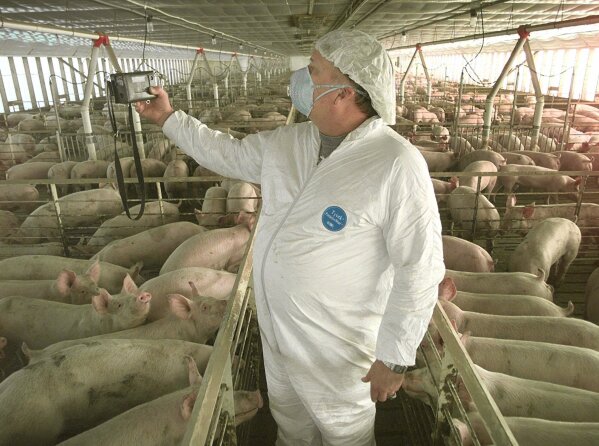 *** FILE *** Jack Salzsieder checks an odor meter in a hog confinement barn on the Tom Uthe farm, in this Feb. 16, 2001 file photo, near Slater, Iowa. The U.S. Department of Agriculture has given several animal vaccine manufacturers the "master seed virus" from the swine flu strain now circulating among humans. At least one of the companies said Wednesday Sept. 2, 2009 it's developing a vaccination for pigs, which can contract the virus from infected people _ in much the same way people do. (ĢӰԺ Photo/Charlie Neibergall)