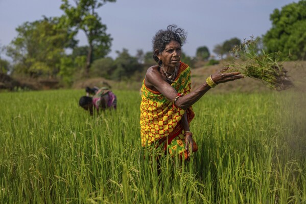 Budri Munduli, a Gadaba Indigenous woman, tends to her paddy fields outside near her homestead in Hatipakhna village, Koraput district, in India's eastern state of Odisha, Wednesday, April 16, 2025. (AP Photo/Rafiq Maqbool)
