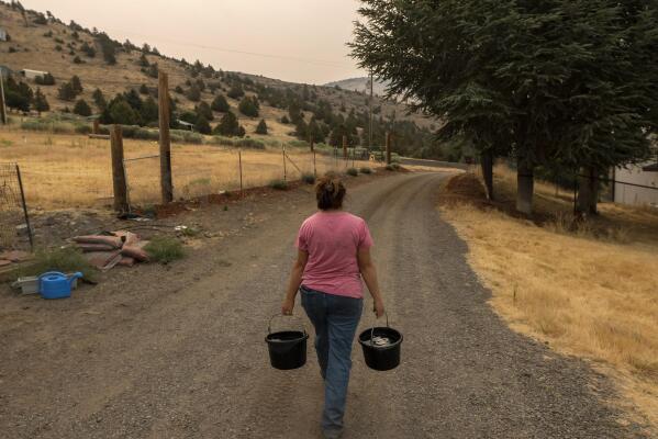 Misty Buckley carries dirty water from her animals' pens to water plants in her front yard, Saturday, July 24, 2021, in Klamath Falls, Ore. The Buckley's house well ran dry in May following an historic drought in southern Oregon. Dozens of domestic wells have gone dry in an area near the Oregon-California border where the American West's worsening drought has taken a particularly dramatic toll. (AP Photo/Nathan Howard)