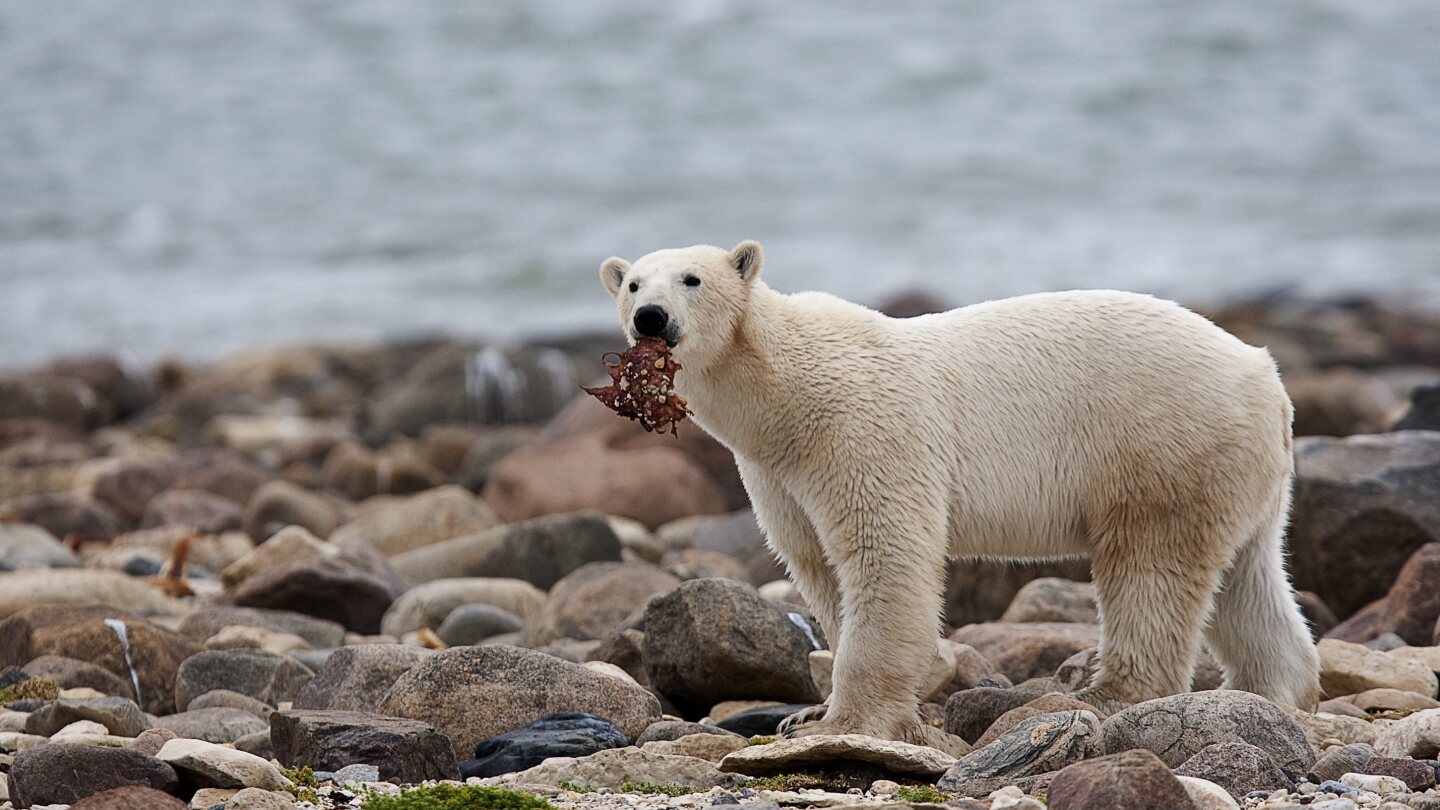 За полярните мечки диетата срещу изменението на климата е губещо