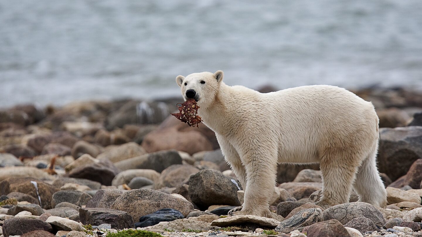 For threatened polar bears, the climate change diet is a losing proposition