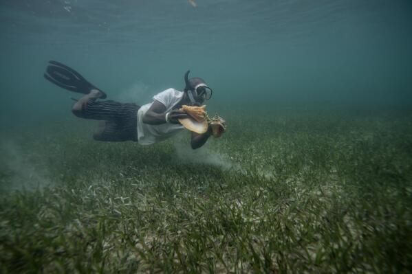 Henry Carey drives for conch off the coast of McLean's Town, Grand Bahama Island, Bahamas, Monday, Dec. 5, 2022. Divers typically harvest conch by hand, preferably in nearshore waters from a small boat and without gear any more sophisticated than a mask, snorkel and flippers. The free divers, who sometimes work in fairly deep waters of 20 or 30 feet, can sometimes take home as many as 1,000 conch in a single trip. (AP Photo/David Goldman)