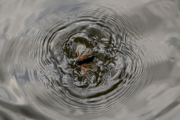 An adult periodical cicada flutters against the waters of Lake Springfield at Lincoln Memorial Garden and Nature Center in Springfield, Ill., Tuesday, June 4, 2024. (AP Photo/Carolyn Kaster)
