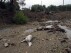 FILE - Dead animals lie on the mud after heavy rains in Volos, central Greece, on Sept. 6, 2023. The storms flooded 720 square kilometers (72,000 hectares), mostly prime farmland, totally destroying crops. They also swamped hundreds of buildings, broke the country's railway backbone, savaged local roads and bridges and killed tens of thousands of livestock. Thessaly accounts for about 5% of national economic output, and a much larger proportion of agricultural produce. (AP Photo/Thodoris Nikolaou, File)