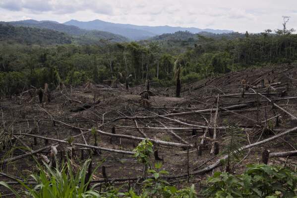 Cut down trees lie near the Cordillera Azul National Park in Peru's Amazon Forest on Oct. 3, 2022. (AP Photo/Martin Mejia, File)