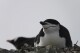 This image provided by Won Young Lee shows wild chinstrap penguins on King George Island, Antarctica. Researchers have discovered that some penguin parents sleep for only seconds at a time around-the-clock to protect their eggs and chicks. Sensors were attached to adult chinstrap penguins in Antarctica for the research. The results published Thursday, Nov. 30, 2023 show that during the breeding season, the penguins nod off thousands of times each day but only for about four seconds at a time. (Won Young Lee via 番茄直播)
