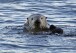 In this Jan. 15, 2010, file photo, a a sea otter is seen in Morro Bay, Calif. Bringing sea otters back to a California estuary has helped restore the ecosystem by controlling the number of burrowing crabs - a favorite sea otter snack - that cause marshland erosion. (AP Photo/Reed Saxon, file)