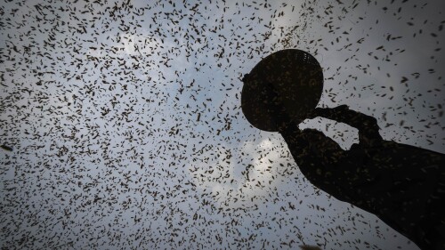 A farmer harvests rice crop in a paddy field on the outskirts of Guwahati, India, Tuesday, June 6, 2023. Experts are warning that rice production across South and Southeast Asia is likely to suffer with the world heading into an El Nino. (AP Photo/Anupam Nath)