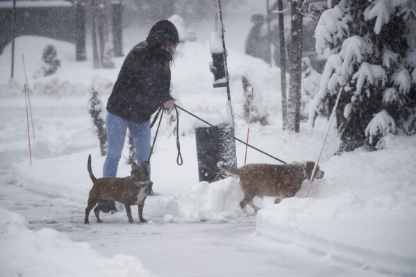 A woman walks her dogs through the snow at a condominium complex near the SpringHill Suites by Marriott Truckee hotel in Truckee, Calif., Friday, March 1, 2024. (Jane Tyska/Bay Area News Group via AP)