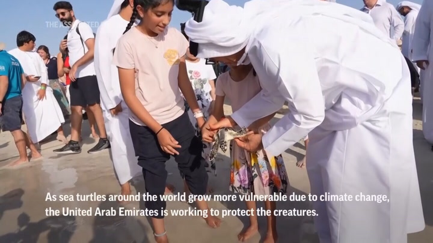 في دولة الإمارات العربية المتحدة ، تساعد السلاحف البحرية المكافحة