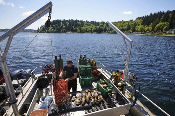 Daniel McRae unloads a bag of harvested geoduck clams from his brother, Derrick McRae, on their boat near Illahee State Park in Bremerton, Wash., on Tuesday, April 22, 2025. (AP Photo/Lindsey Wasson)