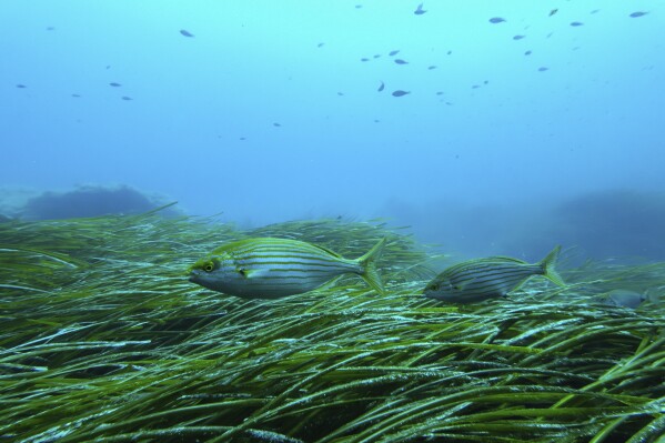 Salema porgy swim near seagrass in the protected area of France's Porquerolles National Park ahead of the U.N. Ocean Conference on Friday, June 6, 2025. (AP Photo/Annika Hammerschlag)