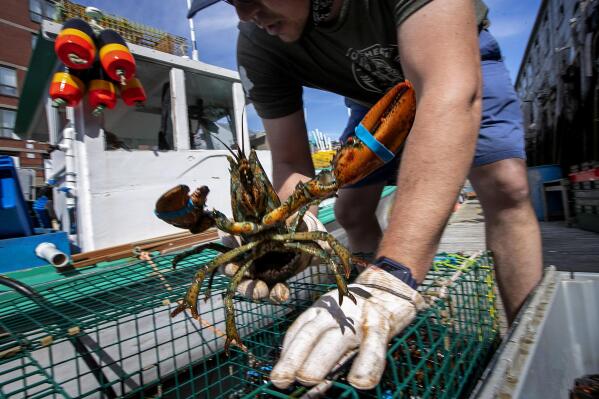 FILE- In this May 29, 2020, photo, Eric Pray unpacks a lobster on a wharf in Portland, Maine. Maine’s congressional leaders say China has failed to live up to its promise to buy more Maine lobster under a deal that eased a trade war under former President Donald Trump. Maine lobster industry exports were hurt by retaliatory Chinese tariffs in 2018 and the lawmakers say the Maine lobster industry failed to see substantial export gains after China committed to buying more U.S. goods. (AP Photo/Robert F. Bukaty, File)