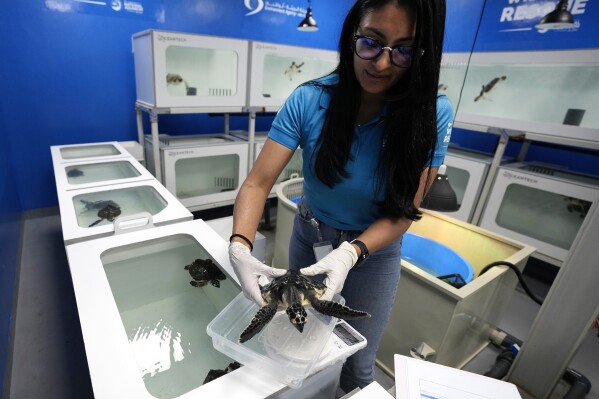 Education and Conservation Manager Anne Valentina weighs sea turtles at the Marine Rehabilitation Center at the National Aquarium in Abu Dhabi, United Arab Emirates, Tuesday, June 13, 2023. Sea turtles washed ashore in Abu Dhabi have been rescued, rehabilitated and assessed. It is then released back into the ocean.  (AP Photo/Kamran Jebrelli)