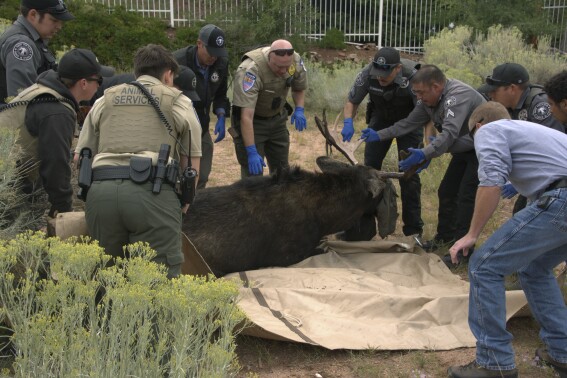 This photo provided by the New Mexico Department of Game and Fish shows authorities surrounding a bull moose in Santa Fe on Tuesday, Sept. 12, 2023. Authorities say the wandering bull moose was captured and relocated to a suitable habitat after it was first spotted Tuesday morning. (New Mexico Department of Game and Fish via AP)
