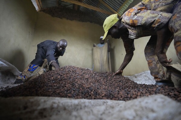 2023年10月23日，星期一，尼日利亚奥莫森林保护区内，工人们在仓库里袋装可可豆