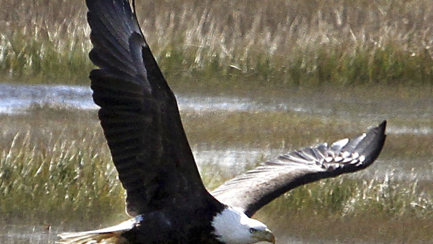 Ню Джърси планира да премахне белоглавия орел от списъка си със застрашени видове